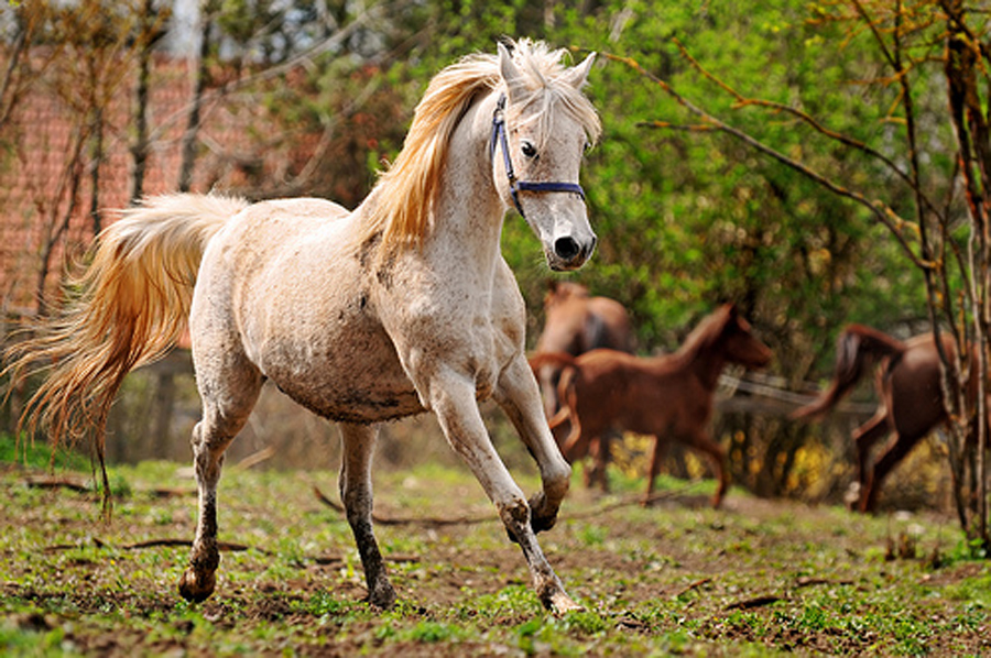 朝日杯枠順確定